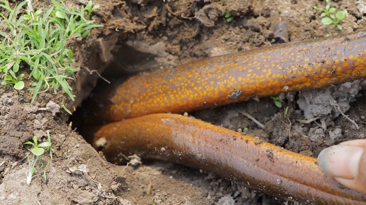 旱地里挖黄鳝你见过吗,数量还不少!