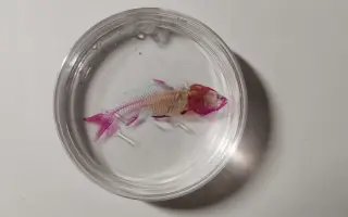 透明鱼骨骼标本 哔哩哔哩 Bilibili