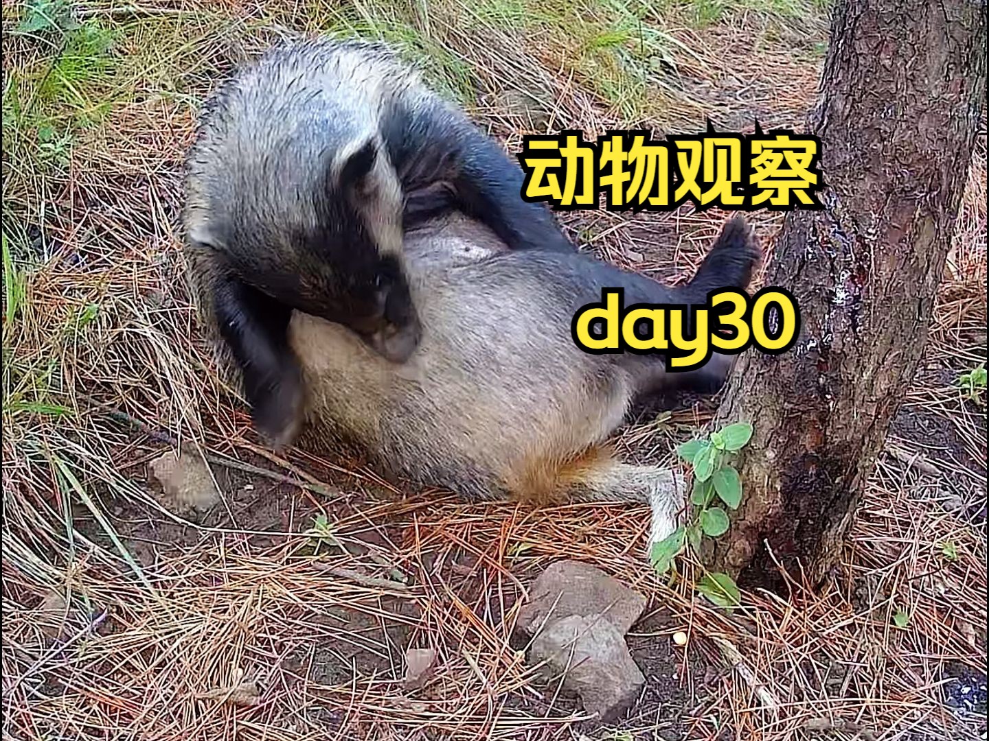 Day30 | 在树林里遇到一群梅花鹿.哔哩哔哩bilibili