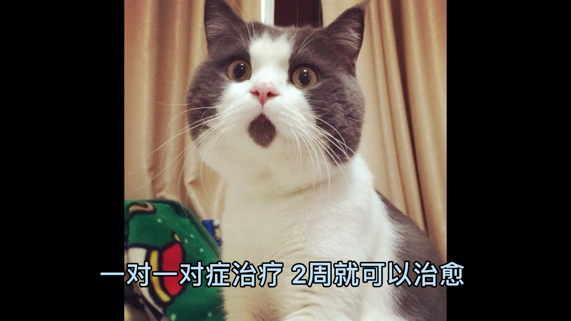 猫藓不要慌!猫藓治疗2周搞定!哔哩哔哩bilibili