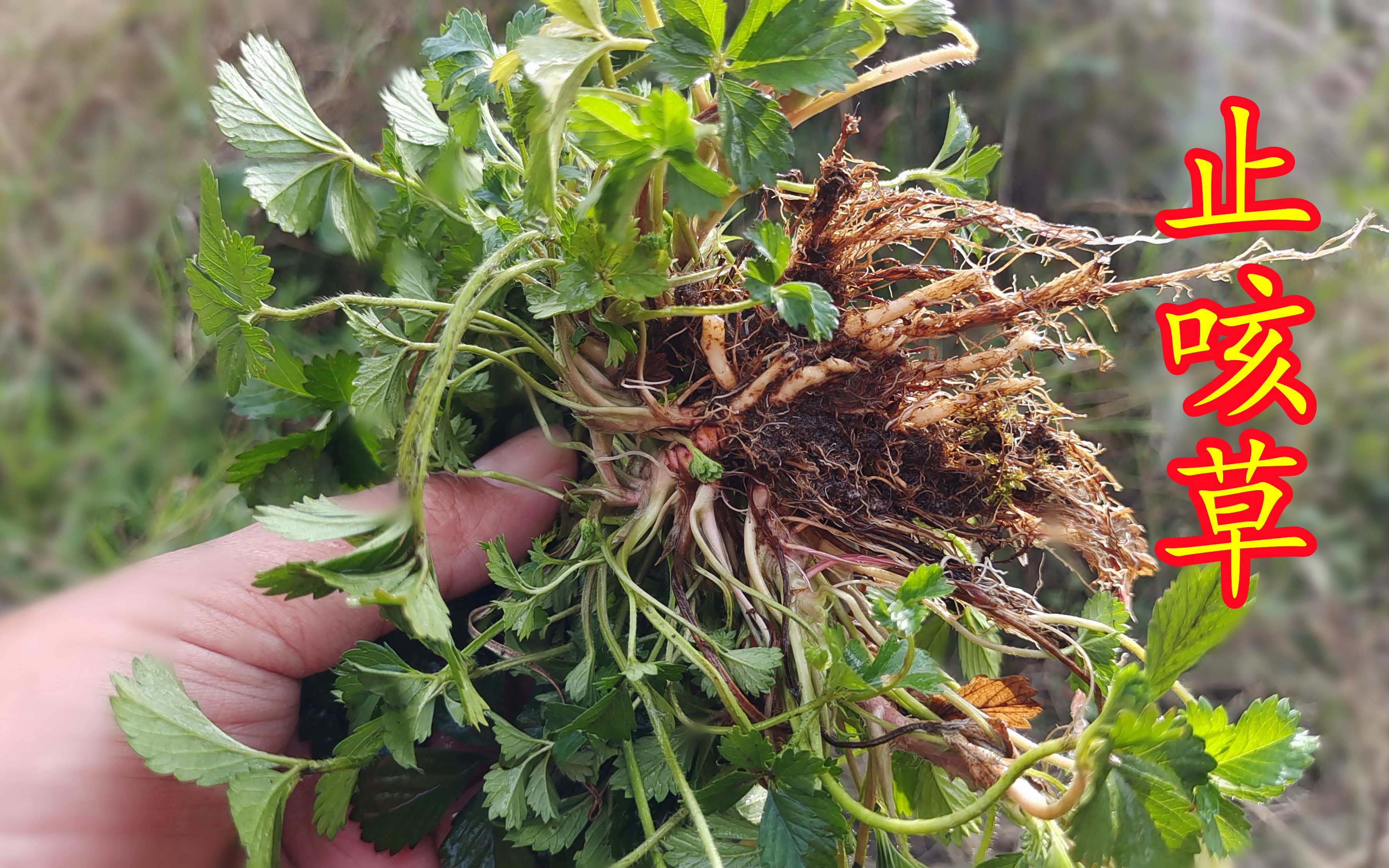 农村常见的"止咳草",它的用途很强大,跟着镜头了解认识下