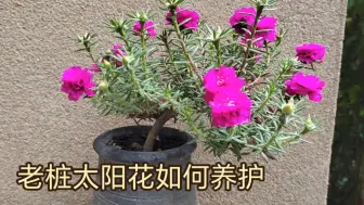 Tải video: 宿根老桩太阳花玫红王的养护方法介绍