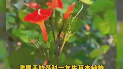 适合篱笆上栽的植物哔哩哔哩bilibili