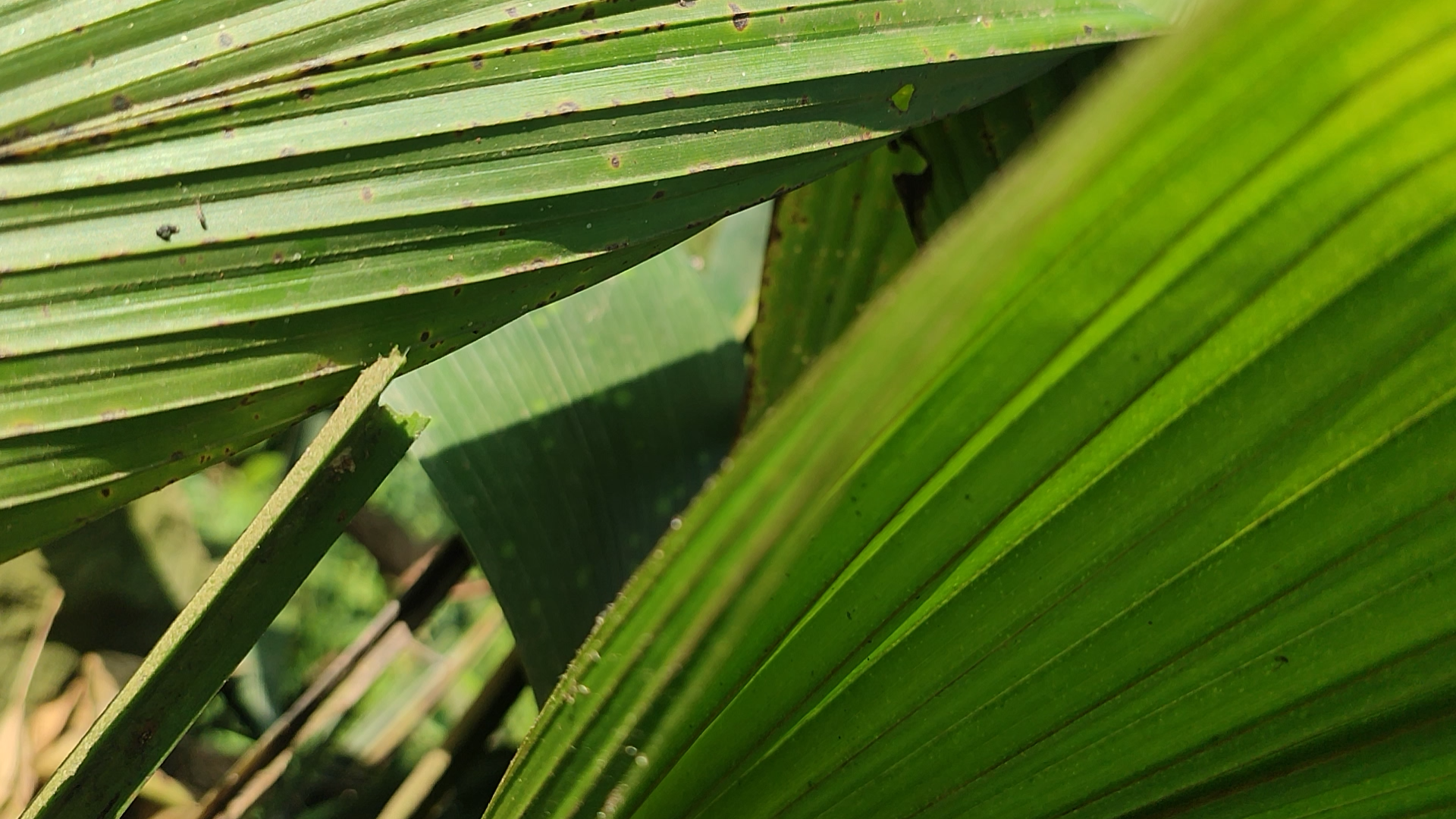 有种叶子叫粑叶
