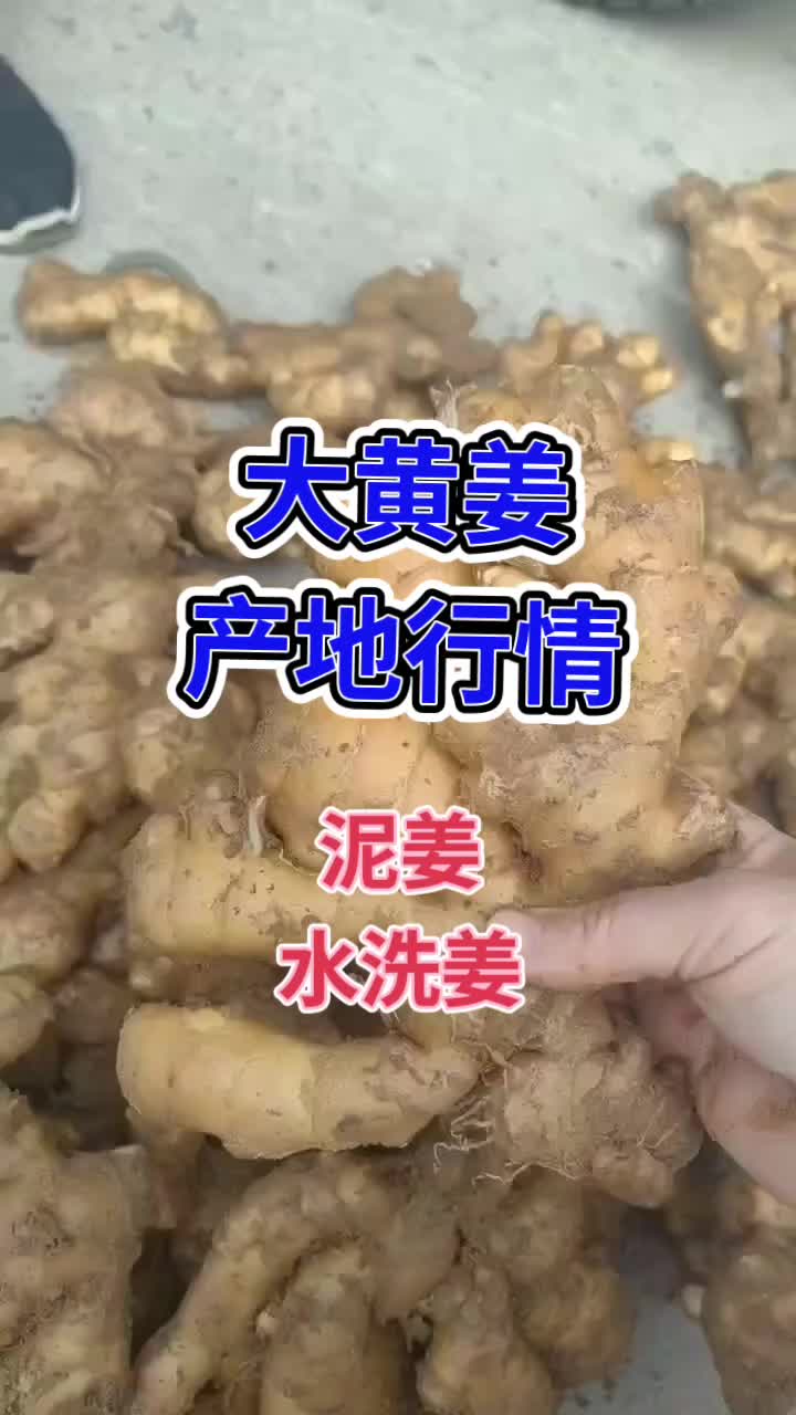 生姜行情信息 山东大姜行情 哪里有大姜哔哩哔哩bilibili