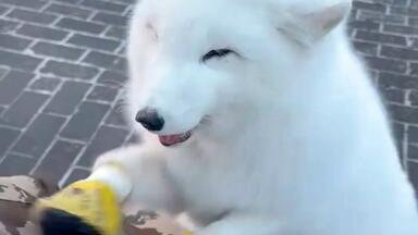 白狐：新旧版本对比_哔哩哔哩_bilibili