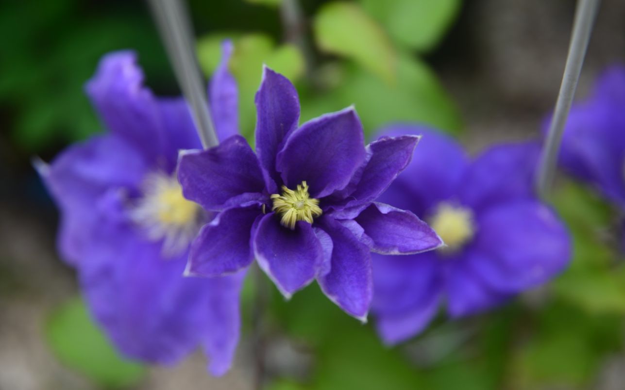 [花园拔草]铁线莲翠鸟~它真的最蓝吗