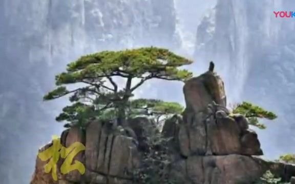 [图]韦唯《黄山松》作词：韩伟 作曲：刘青 中国歌后歌颂祖国美丽江山