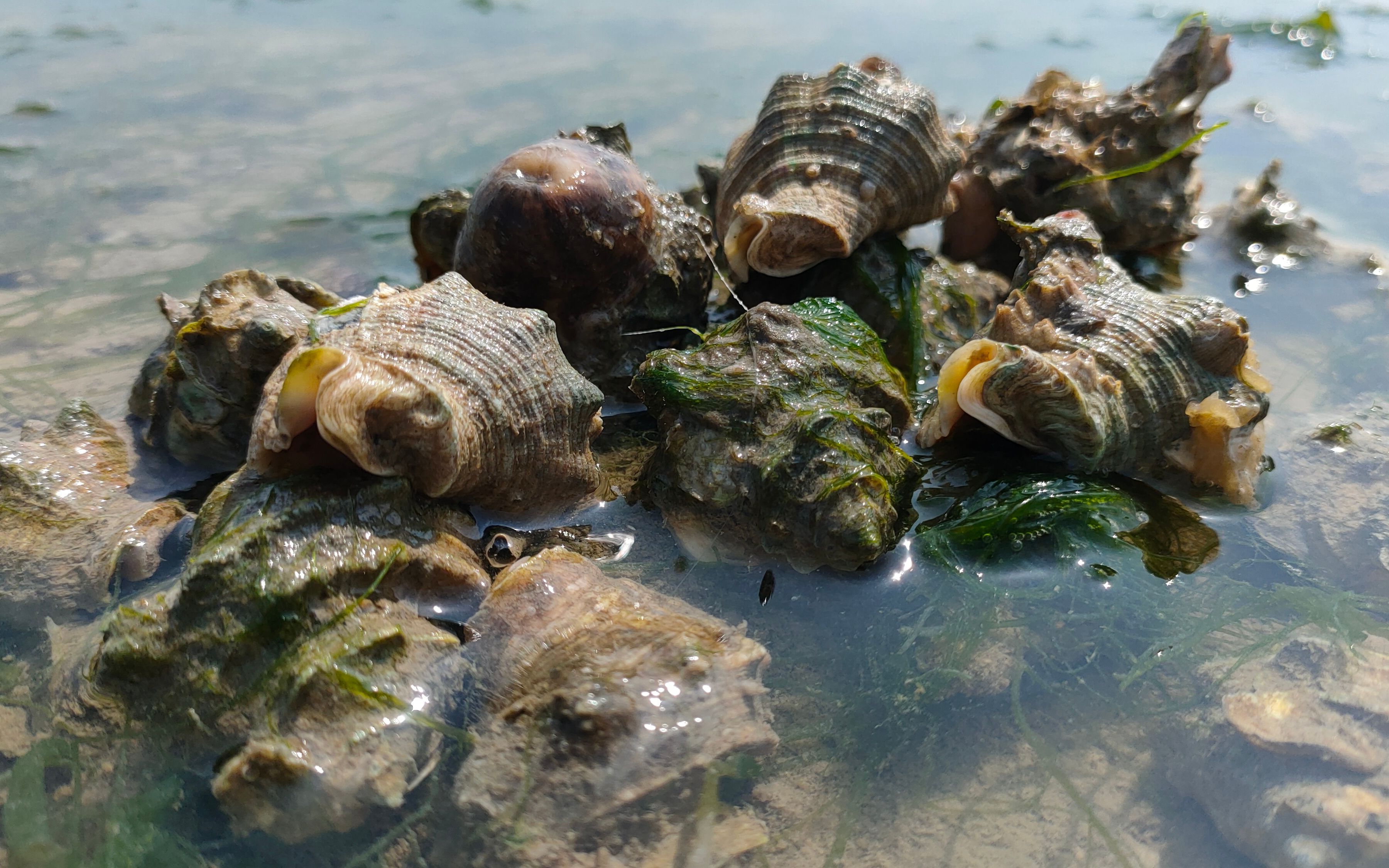 早晨大干潮海螺螃蟹多种海鲜全暴露阿富赶海抓到爽