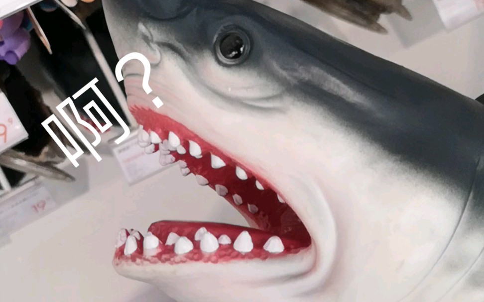 珍贵野生鲨臂打架(毫无营养)