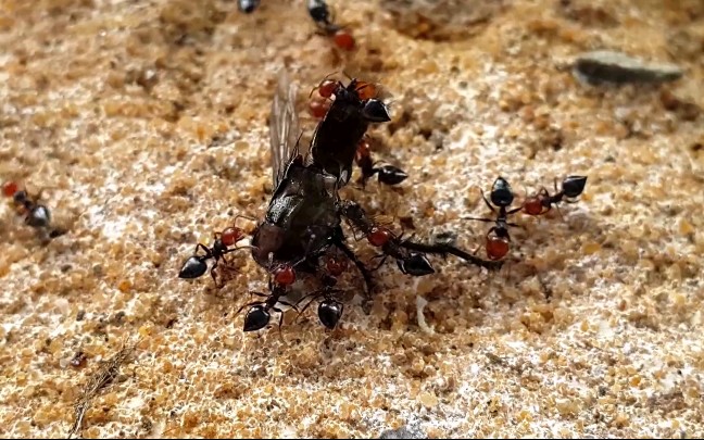 美丽的棕头红头举腹蚁crematogasterscutellaris吃苍蝇