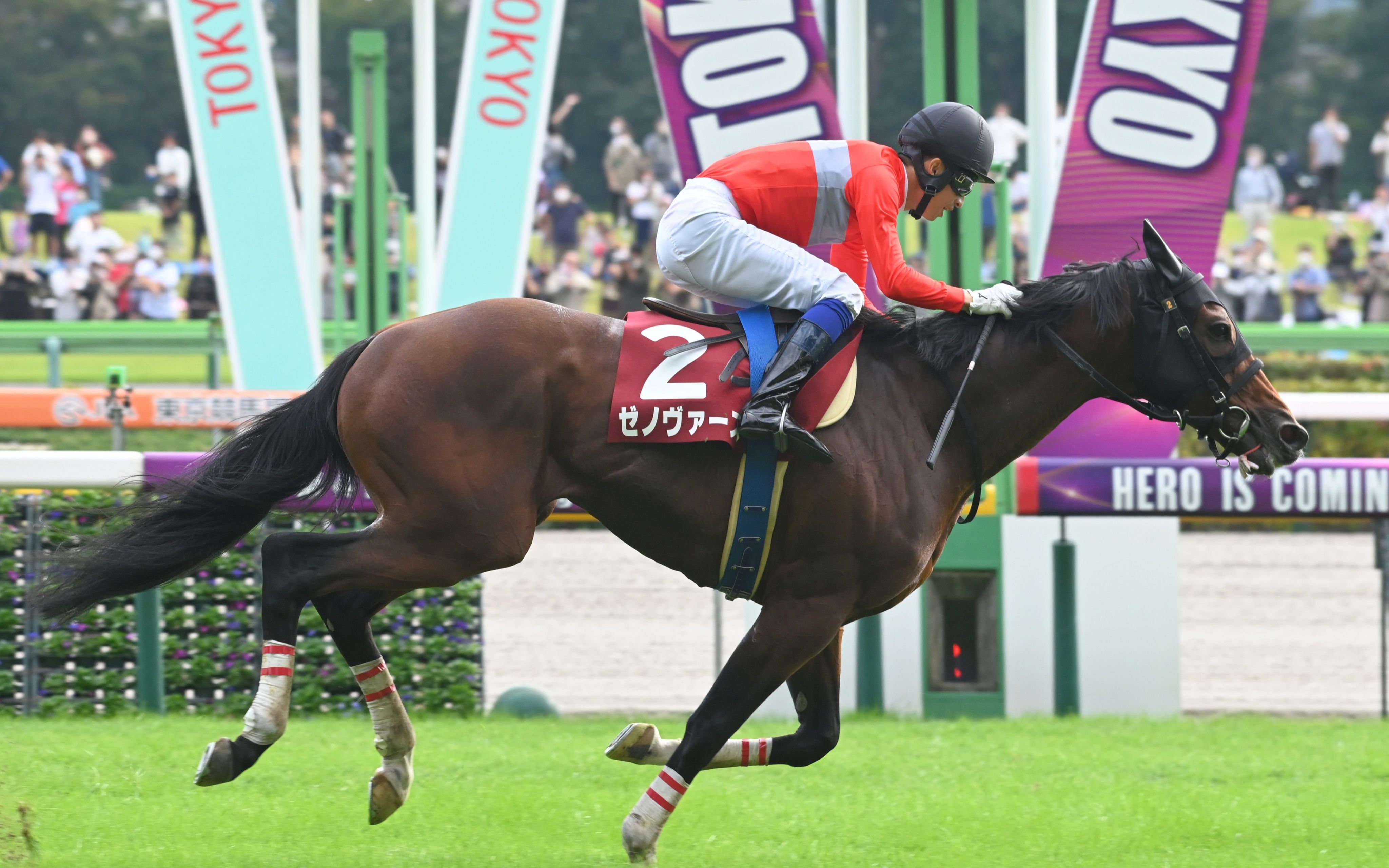 10.16【日本赛马】第24回東京ハイジャンプ(j.g2)【ゼノヴァース】