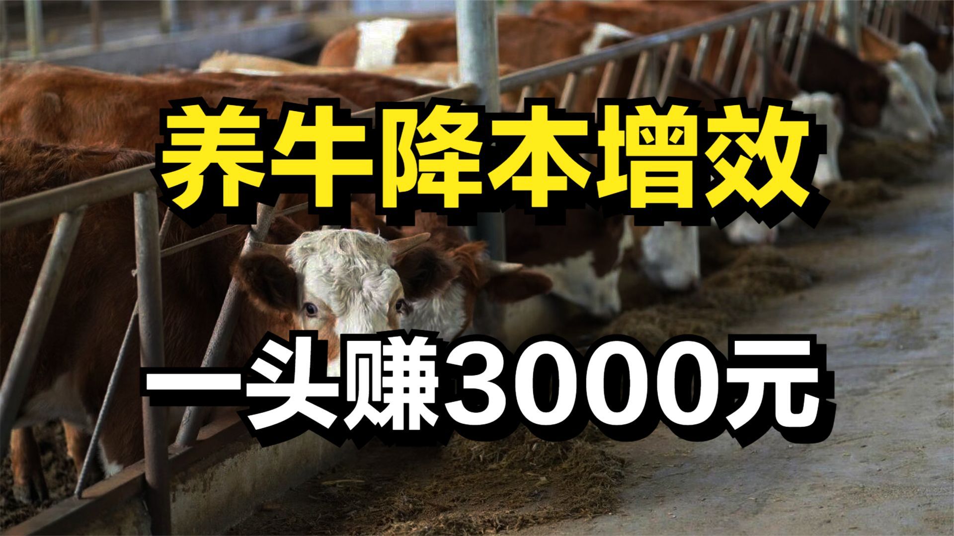 大叔通过降本增效的方法养牛,一头牛赚3000元,年赚400多万元哔哩哔哩bilibili