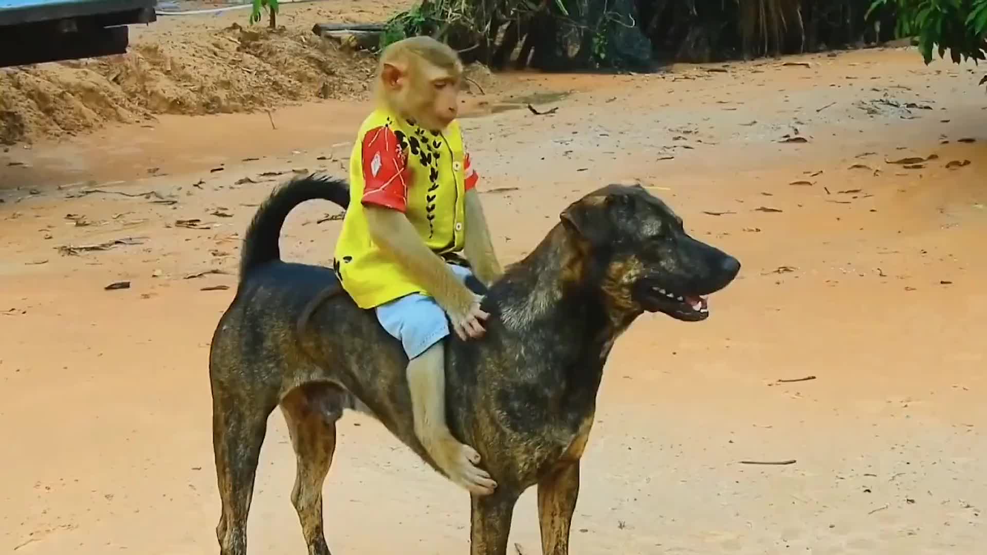 猴子把狗狗驯化成为坐骑,成为全村最靓的仔!这泼猴本事真挺大