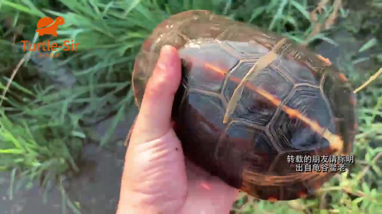巡塘拍的高背黄缘闭壳龟种龟特写龟谷鳖老