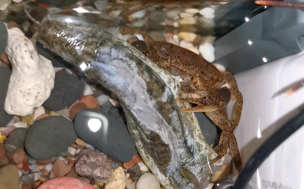 【束腰蟹】小束腰恰泥鳅