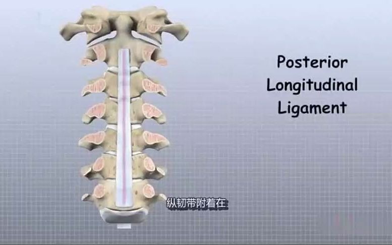 [图]解剖学基础视频：颈椎解剖学[高清版]~1