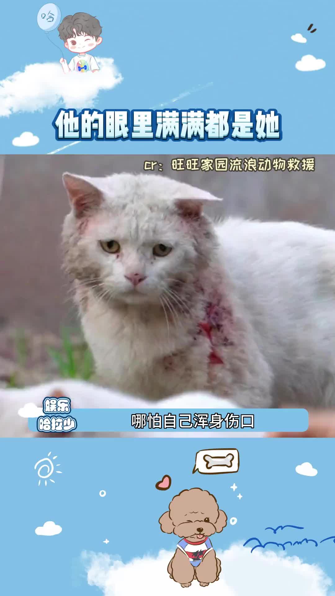 白猫公主和它的战损骑士,动物界的纯爱真的深得我心,我暴哭!