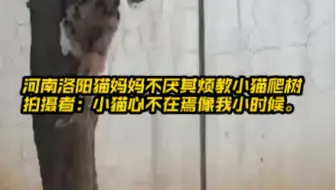 近日，河南洛阳猫妈妈不厌其烦教小猫爬树 拍摄者：小猫心不在焉像我小时候。