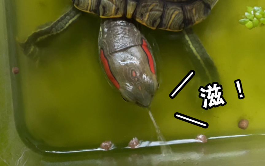 巴西龟:你的喷水龟已上线