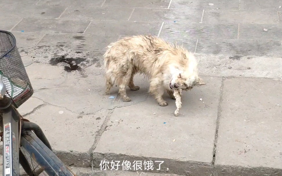 流浪狗捡垃圾食物吃,还得提防人类,过着提心吊胆的日子_哔哩哔哩 (゜
