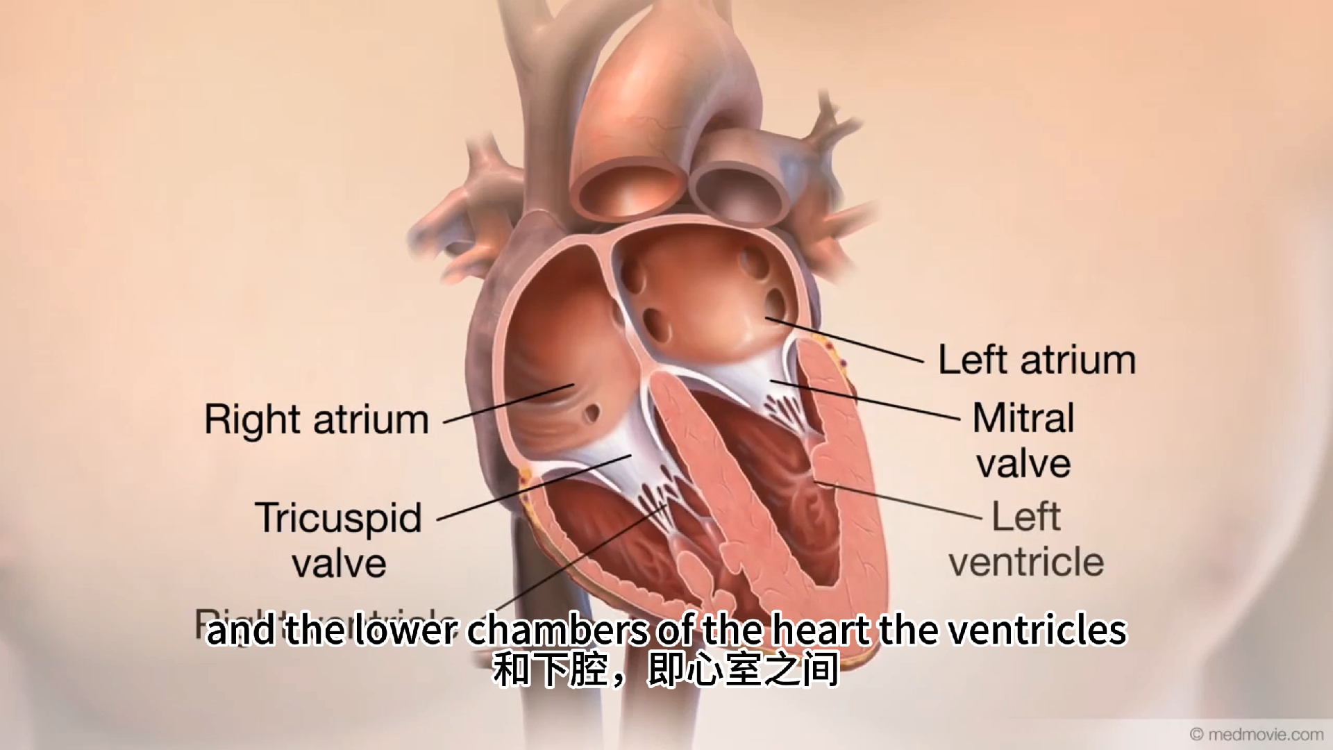 心脏的瓣膜哔哩哔哩bilibili