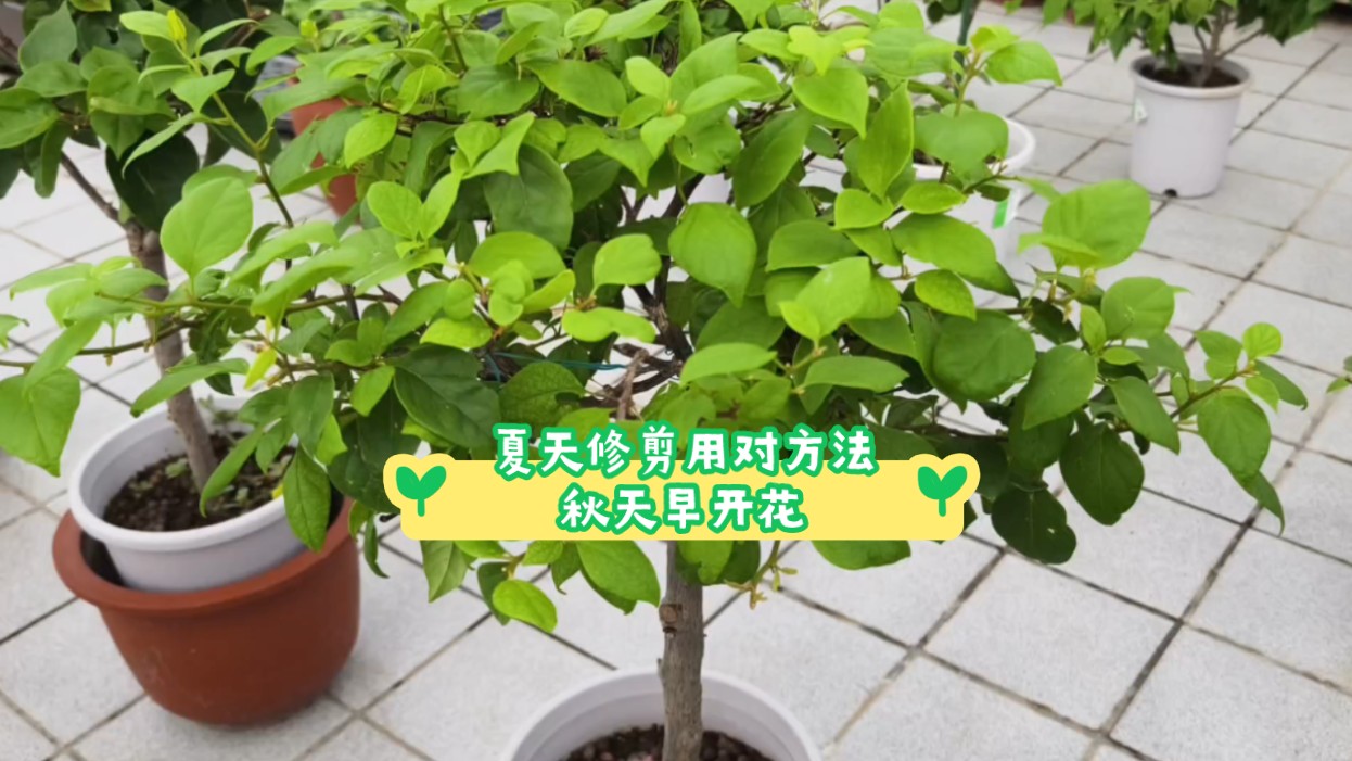 夏天给三角梅修剪枝条有讲究,品种特性不同,修剪方法有异