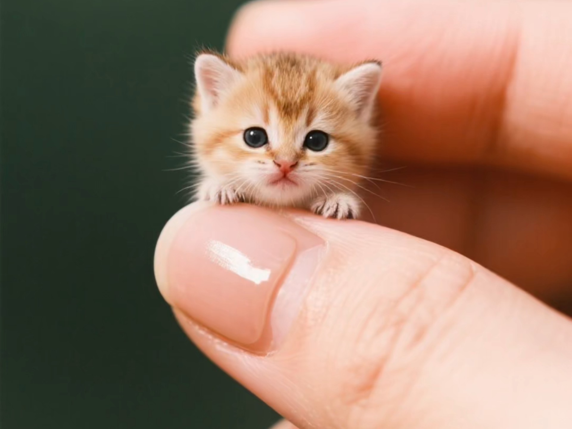 可爱小猫免费头像大全