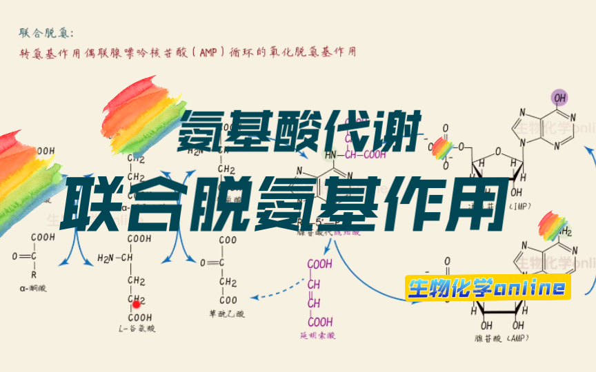 生物化学30氨基酸代谢中的联合脱氨基作用.哔哩哔哩bilibili