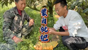 乡村怎么才能振兴？蒙自枇杷里藏着答案。