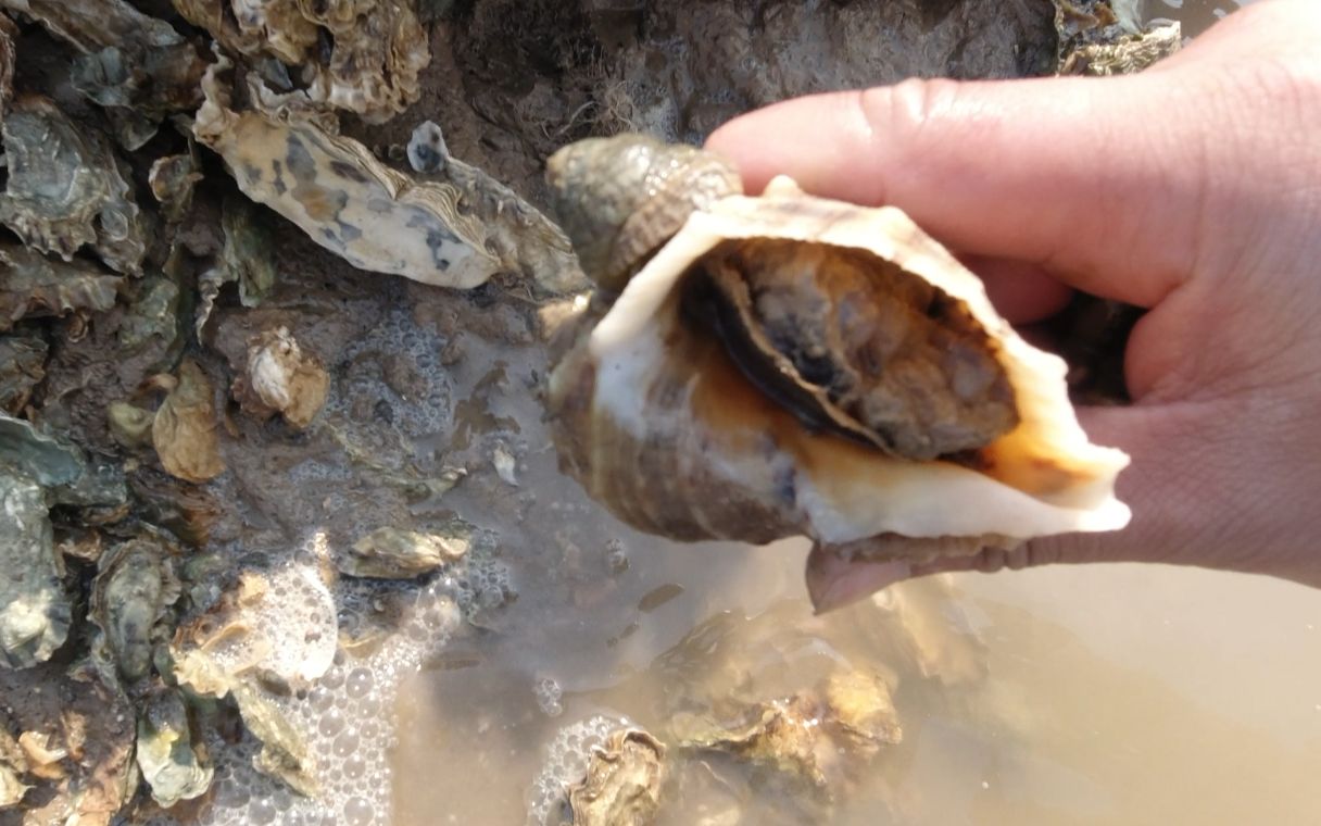 小伙赶海发现神秘事件,石螺都寄生在海螺身上,捡了一大桶发财了