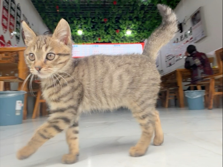小猫这个小正步踢的