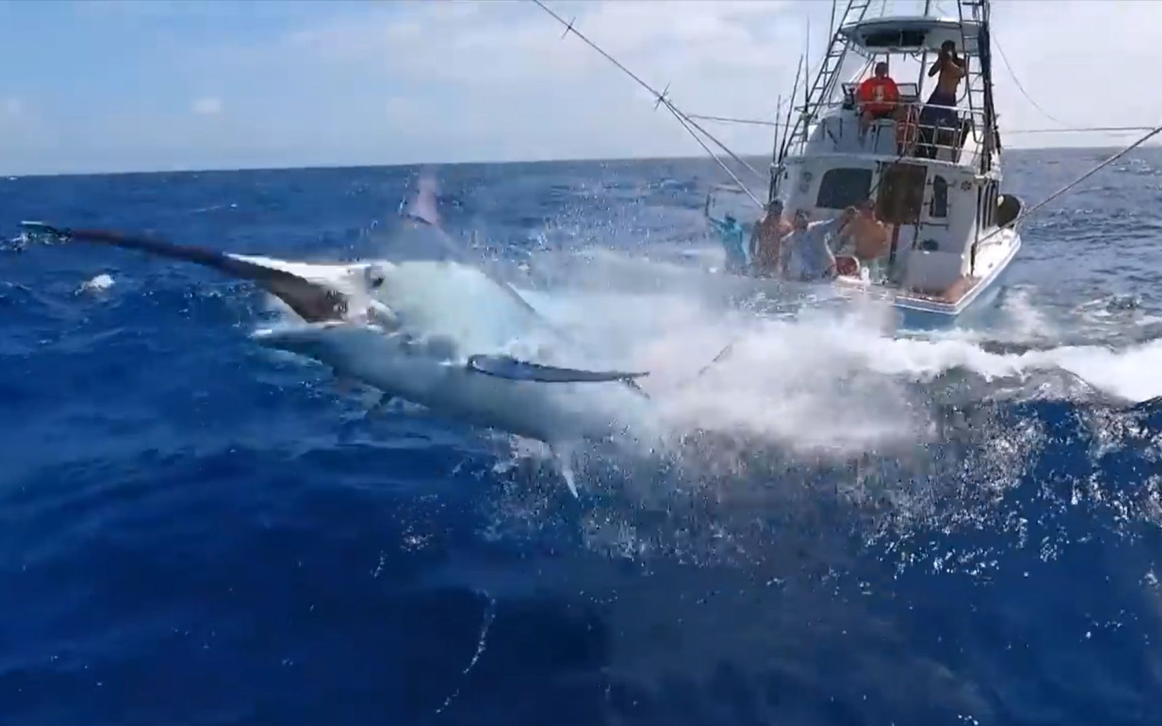 钓到和小船一样大的巨型青枪鱼,竟被它拖着船往前游!