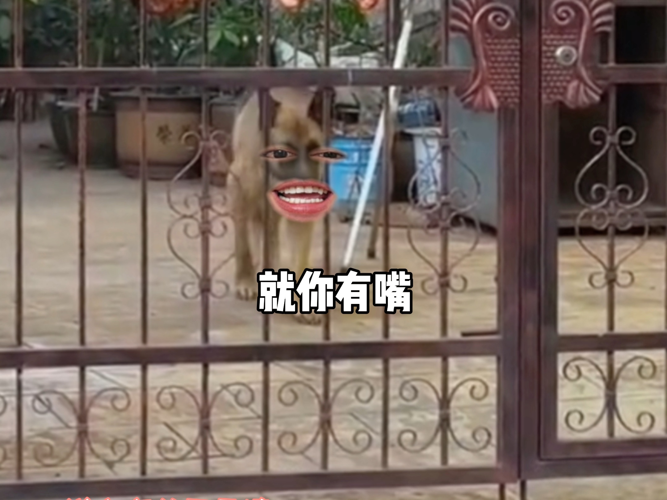 狗子:谢谢你好心人