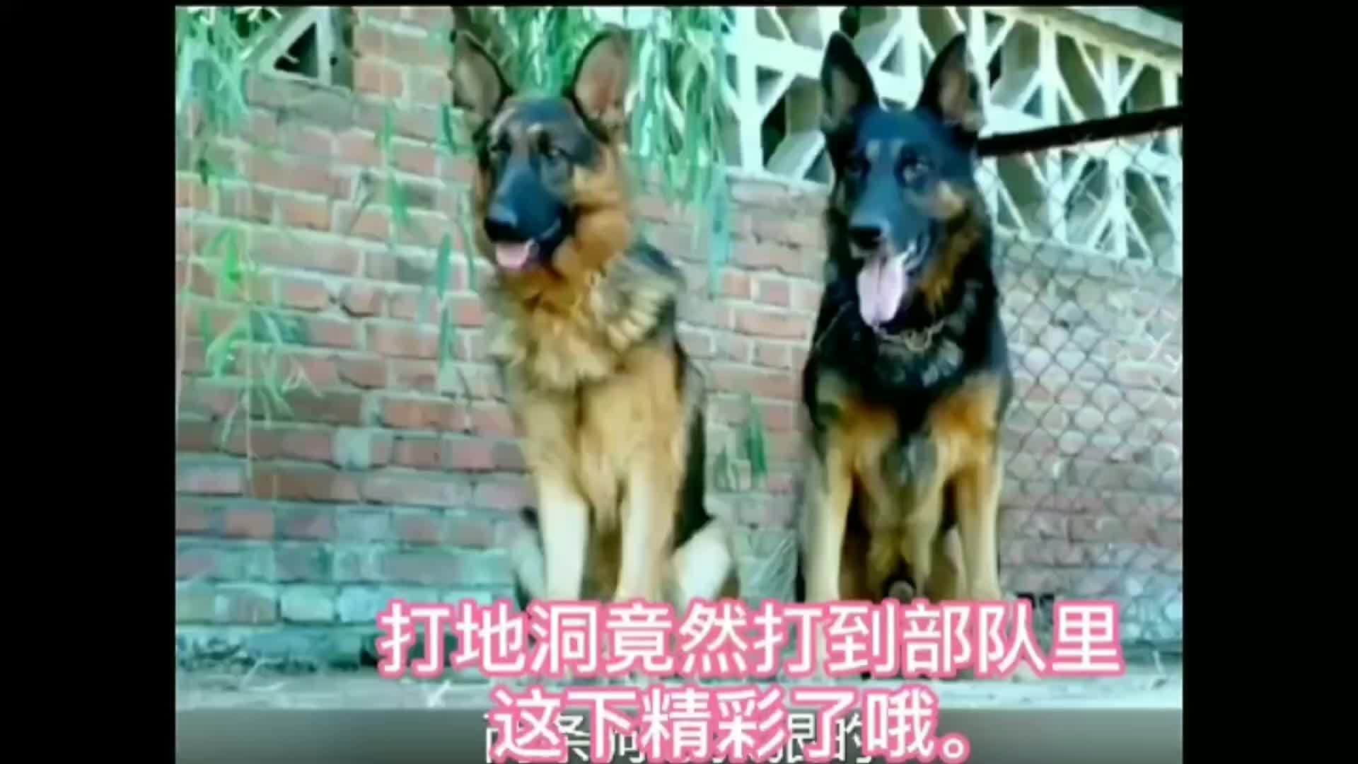 《神犬奇兵》打地洞竟然打到部队里,这下精彩了哦.哔哩哔哩bilibili