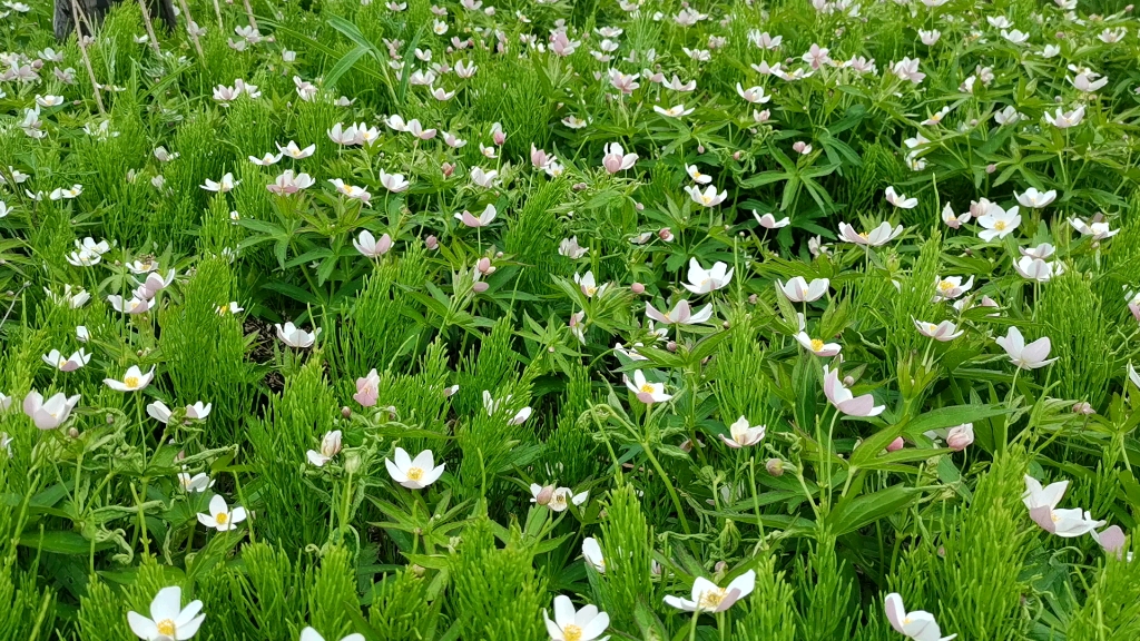 [图]微风中的鸟语花香，最美银莲花盛开。