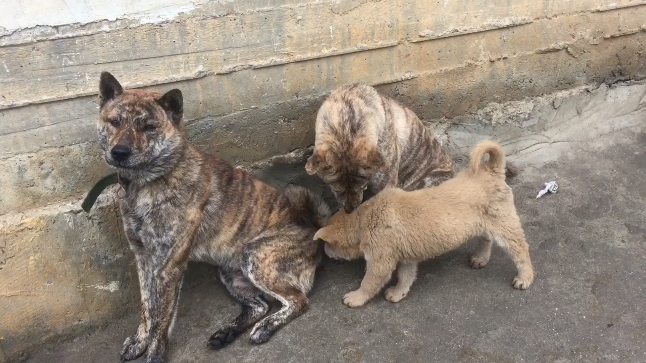 中华田园犬虎斑犬土狗大黄狗旺财阿黄