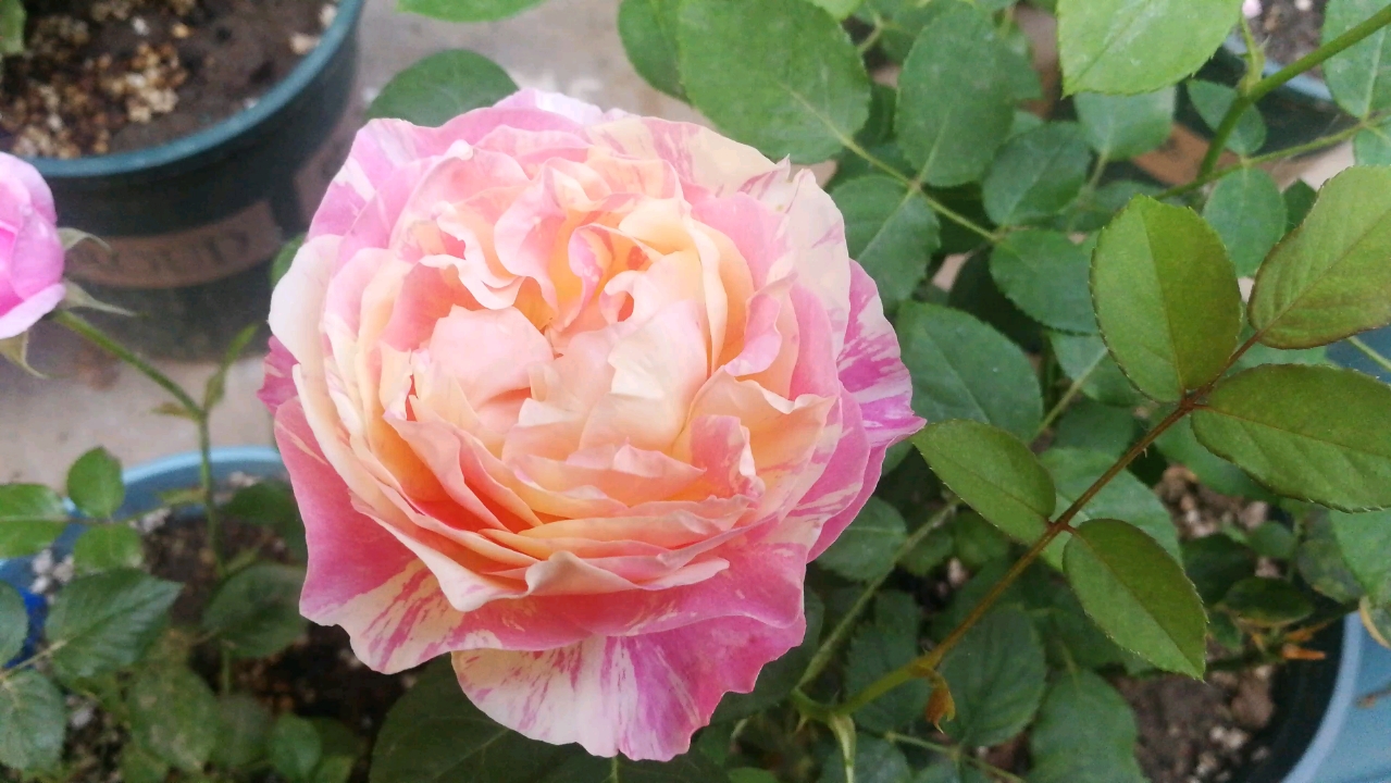 【月季品种:莫奈】莫奈月季,也叫克劳德莫奈,是多季节开花的月季品种