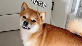当给柴犬听八嘎的魔法！