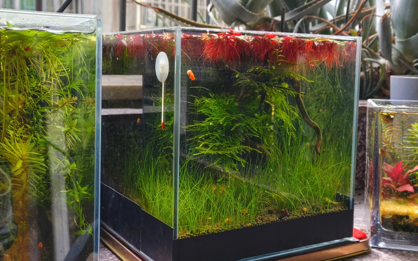 20四无天然小方缸,有手就能弄的小草缸