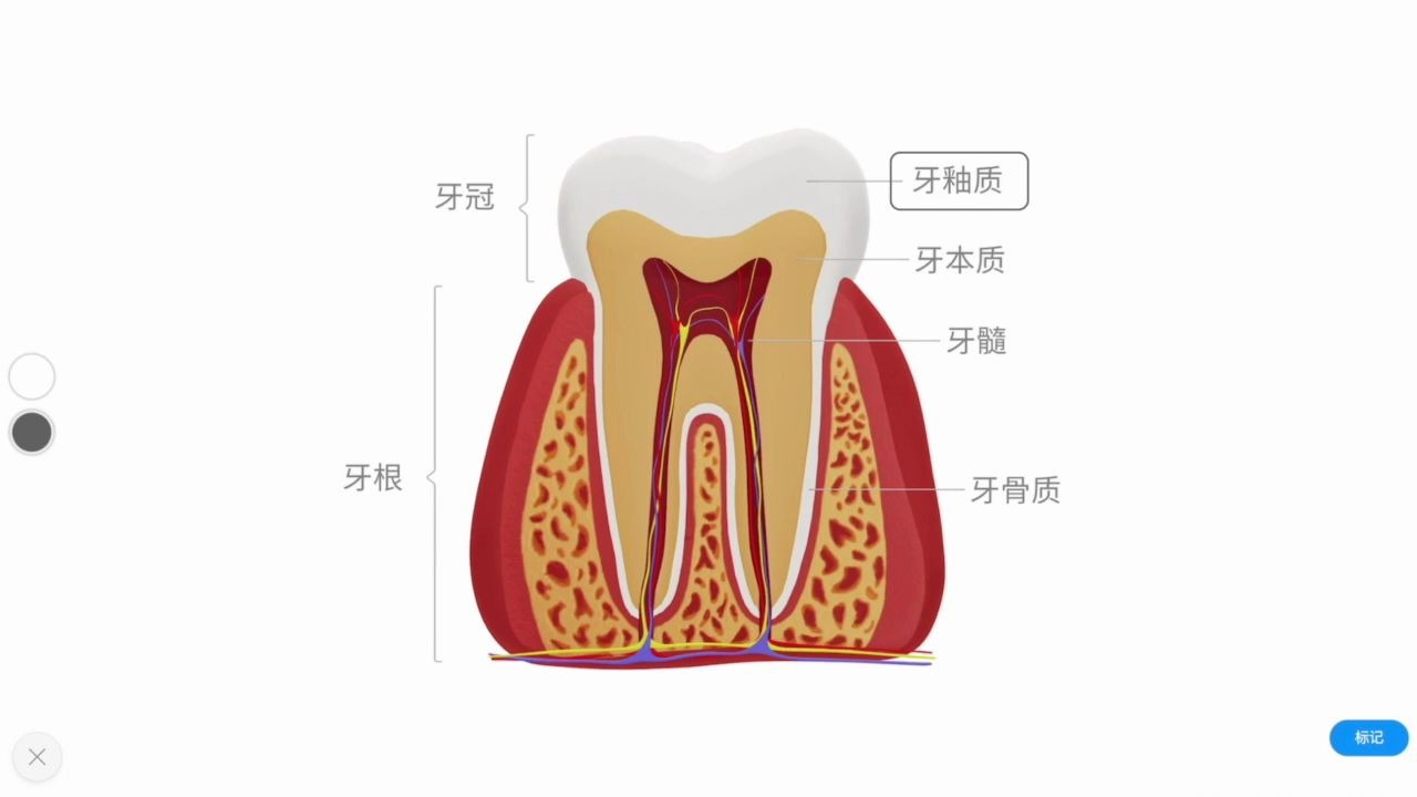 生物牙齿的结构