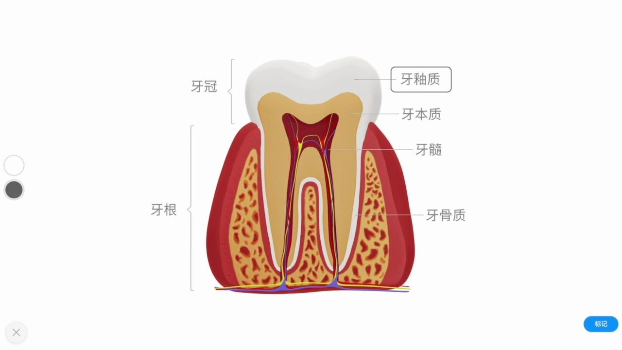 牙齿的基本结构图片图片