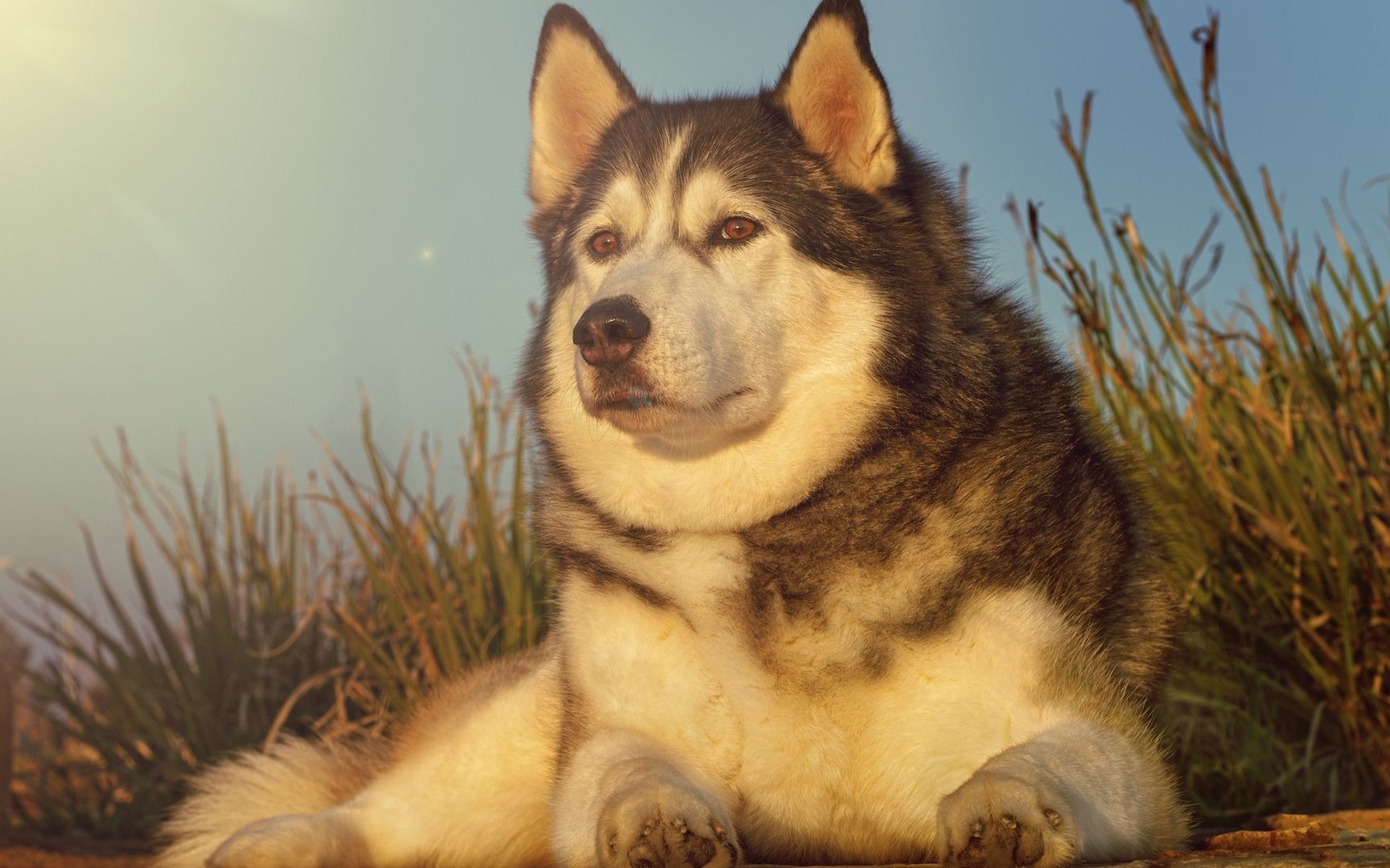 卡西莫多犬是怎么回事图片