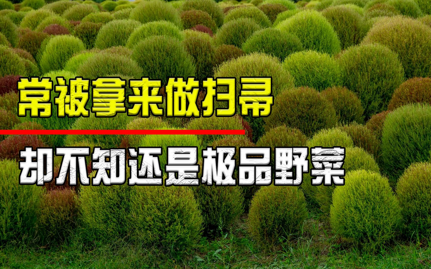 常被拿来做扫帚的“扫帚菜”,其实是极品野菜,你吃过吗哔哩哔哩bilibili