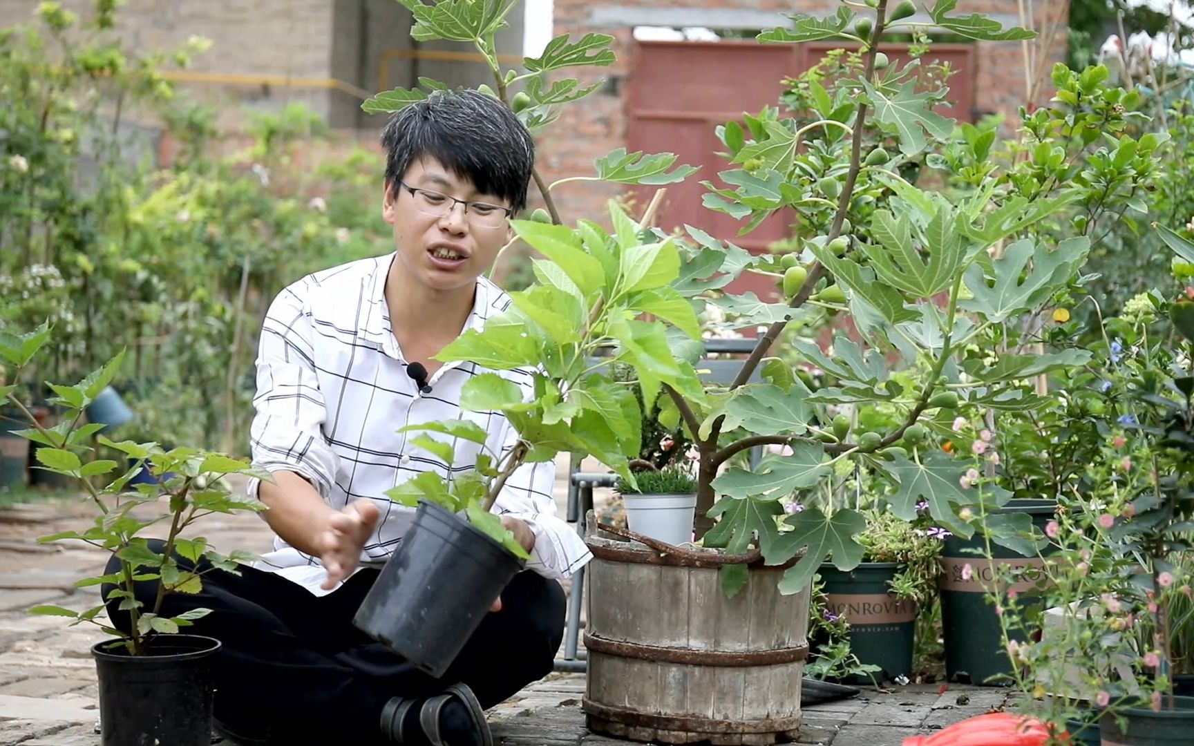 家庭除了盆栽无花果,这两种果树结果多、种植简单哔哩哔哩bilibili