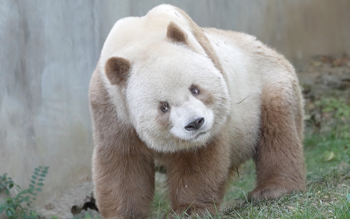 七仔八百个心眼儿的眼神太搞笑了,认真听隔壁永永的动静