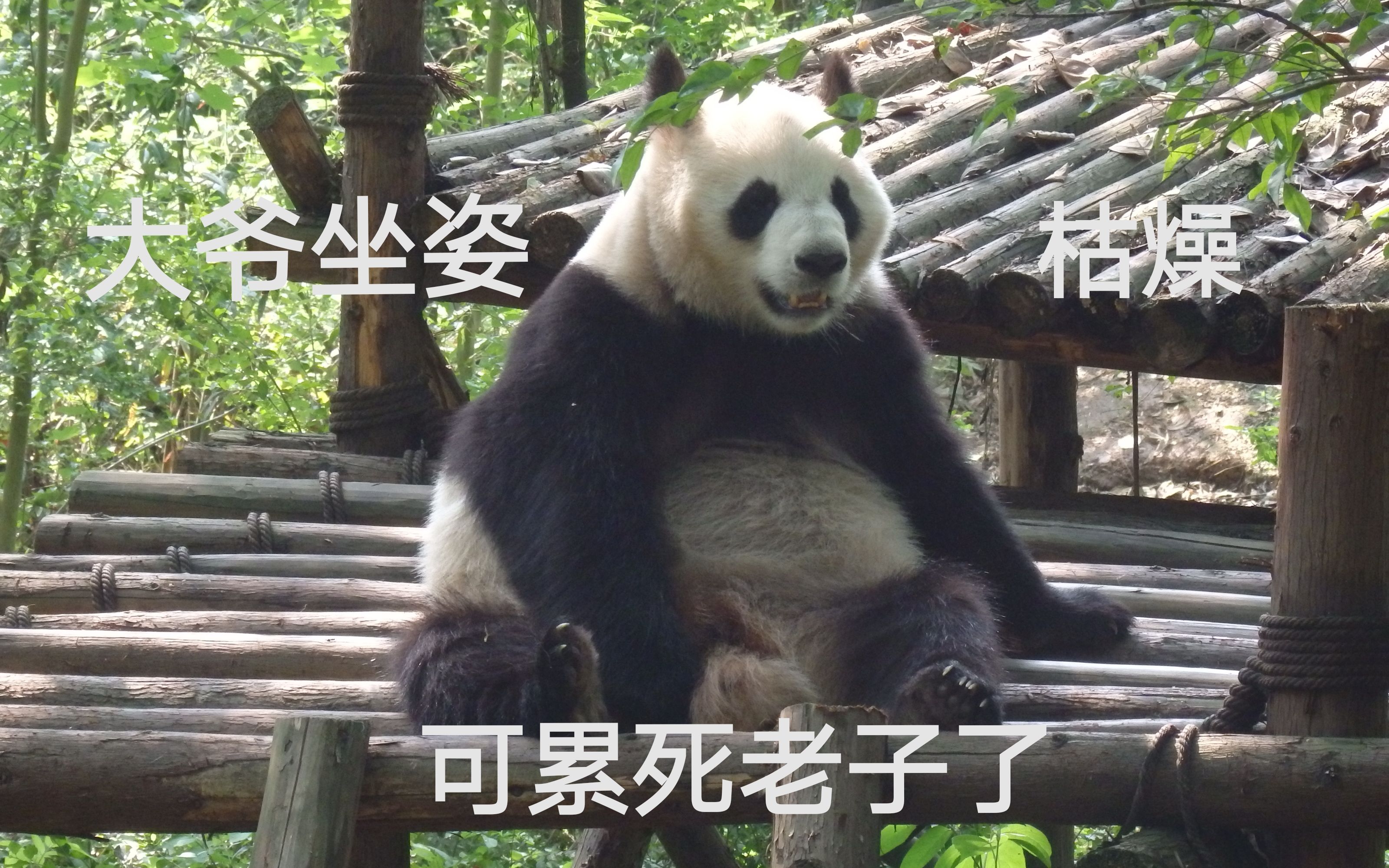 大熊猫图片大全搞笑图片