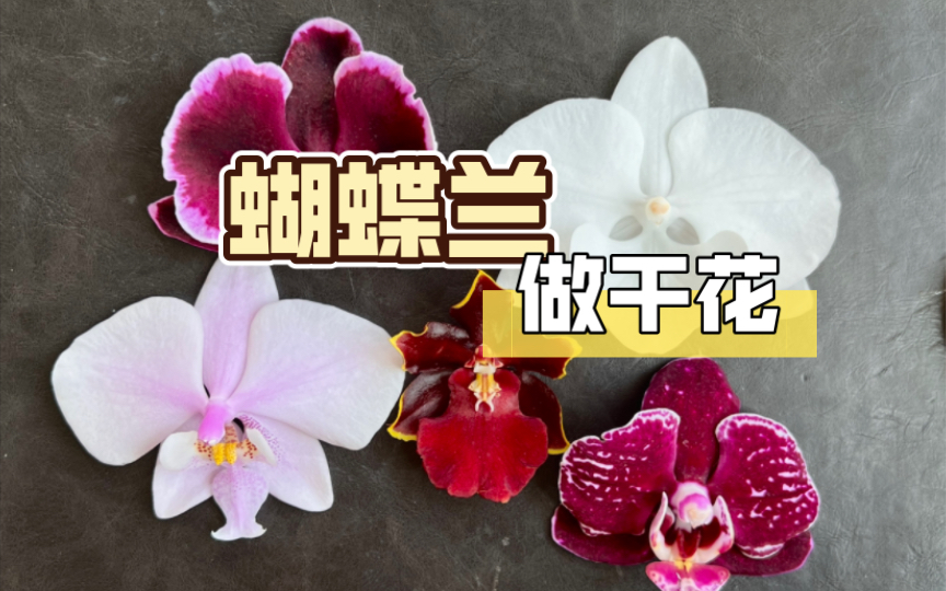 【蝴蝶兰】用干燥剂,制作干花哔哩哔哩bilibili