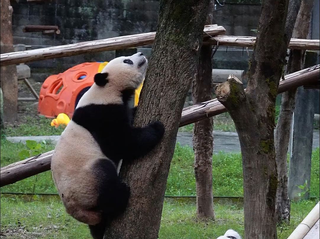 莽仔在小五面前丢熊脸了,尴尬的恨不得找个地洞钻进去哔哩哔哩bilibili