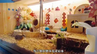 Download Video: 【芦丁鸡】“小鸡不怕人，入坑芦丁鸡必备小技巧！”